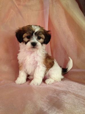 Male Lhasa Bichon Puppy for Sale #2 DOB 2-26-2015  WI, IL, MN, Breeders are welcome!